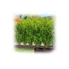 Linha de Irrigação de extensão Gota a Gota para arbustos/sebes (50m) Gardena - Image 4
